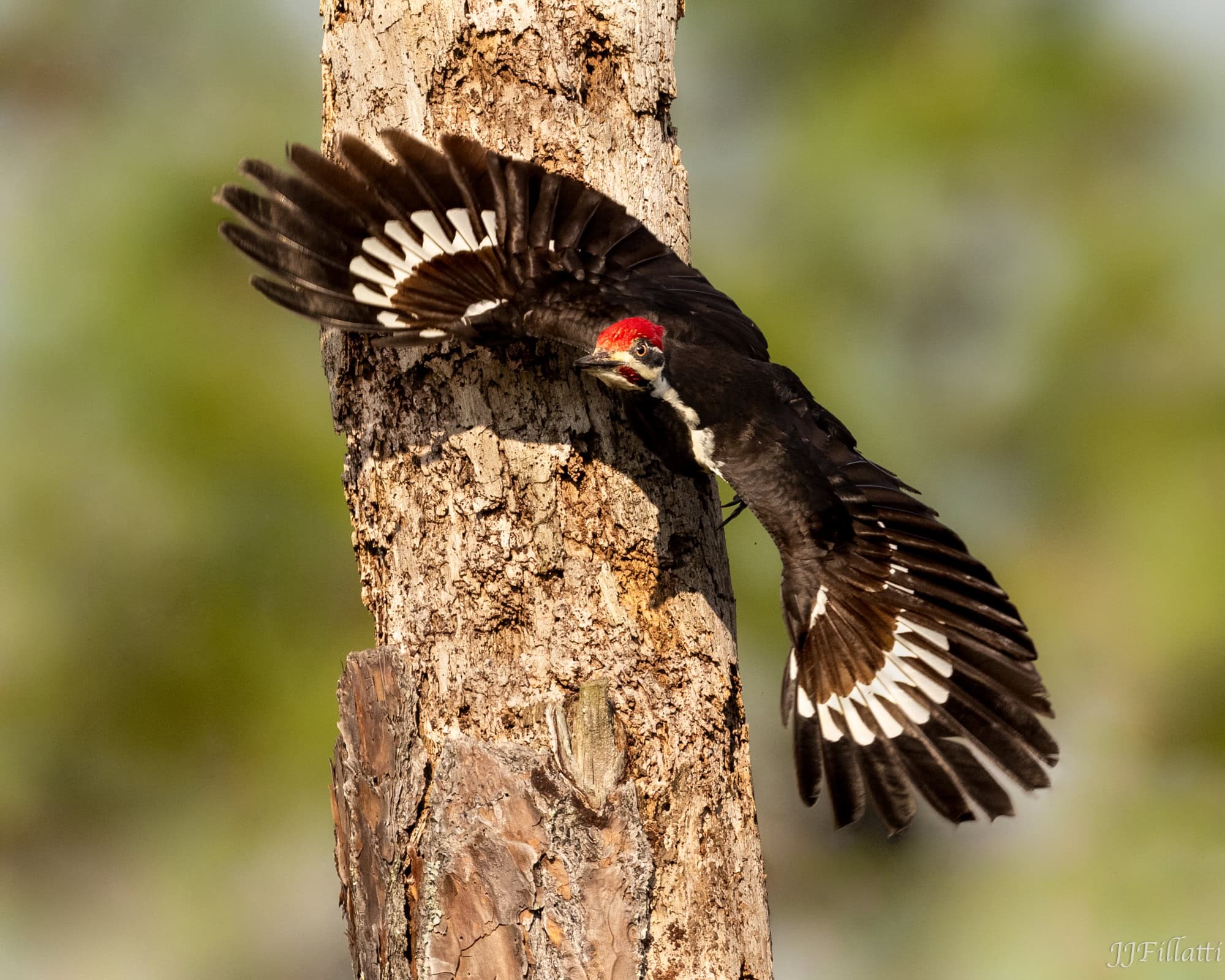 bird of florida image 26